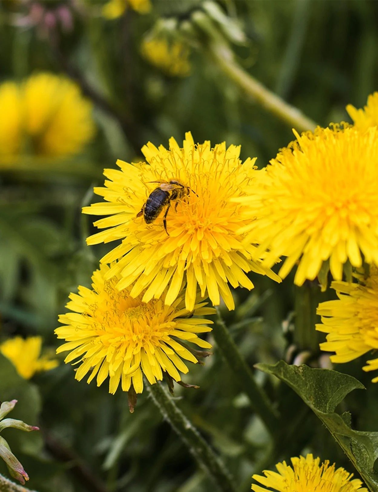 Giorgio Poeta Tarassaco Dandelion Honey