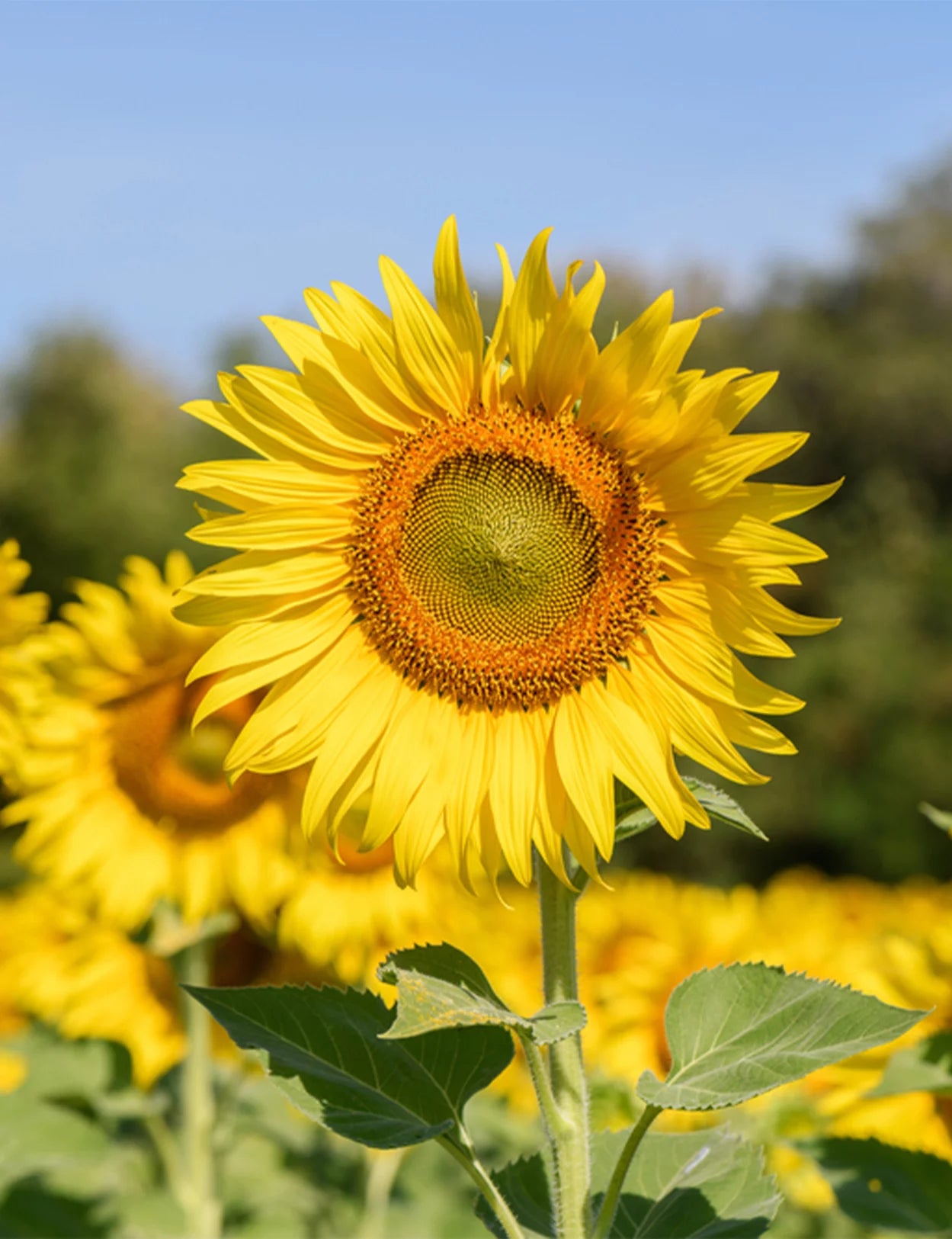 Giorgio Poeta Girasole Sunflower Honey