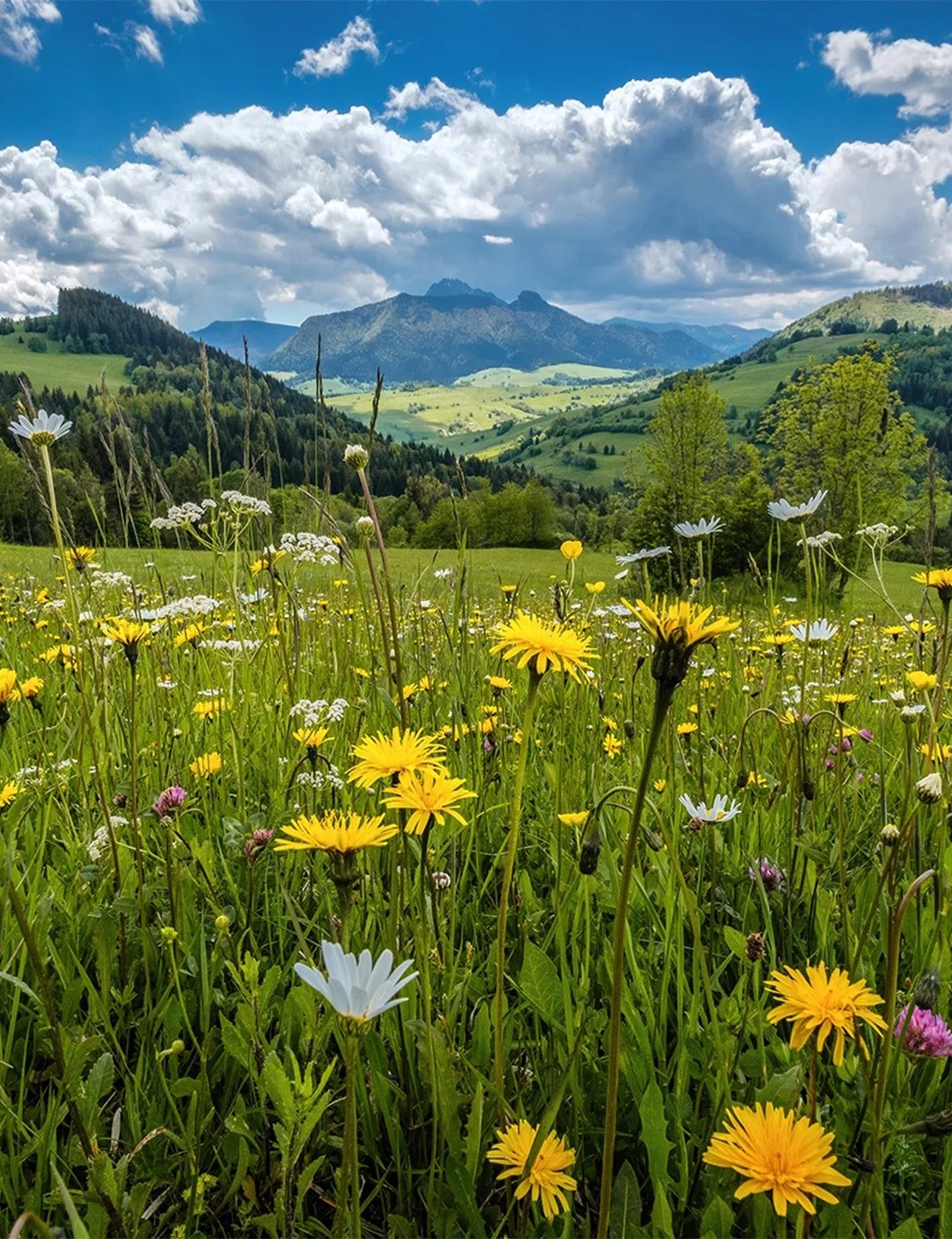 Giorgio Poeta Millefiori di Montagna Wildflower Honey